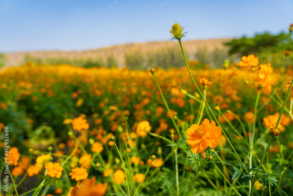 Blooming yellow flower in the field in spring or summer
