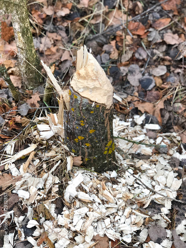 Tree gnawed by beavers near the river. Close up.