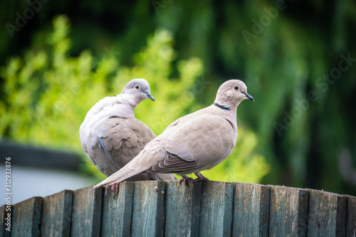 A couple of doves resting on the fence in the backyard 1 © Kyaw Thiha
