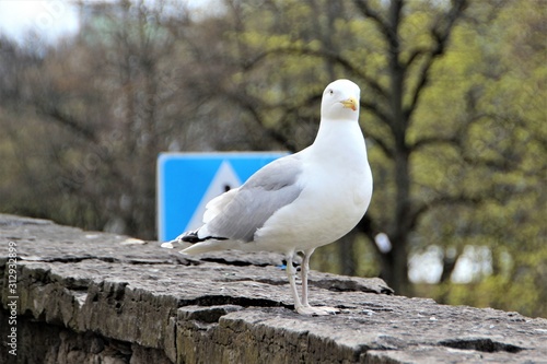 Tallinn, Estonia, May 2014. A seagull on the old fortress wall.