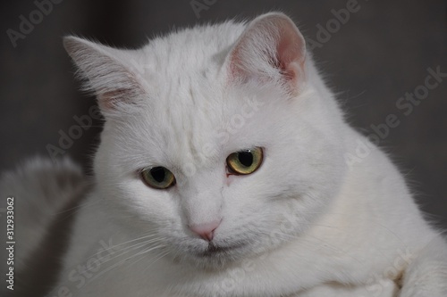 Close-up portrait of a white cat with yellow eyes
