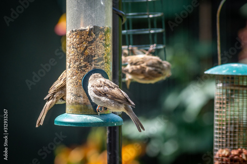 House sparrows eating at bird feeder in backyard garden photo