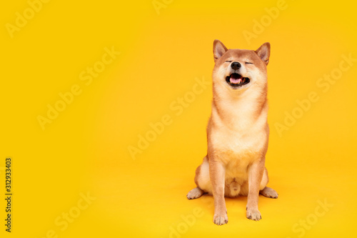 Happy shiba inu dog on yellow. Red-haired Japanese dog smile portrait