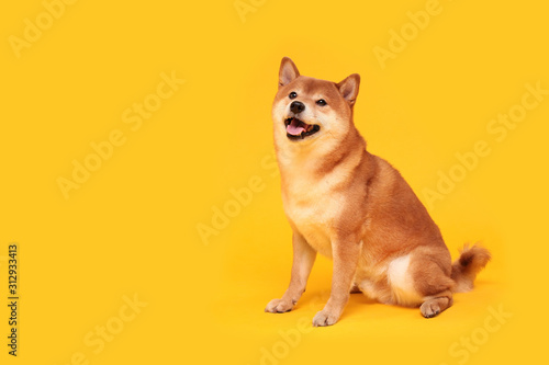 Happy shiba inu dog on yellow. Red-haired Japanese dog smile portrait