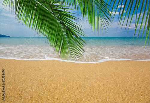 Fototapeta Naklejka Na Ścianę i Meble -  Summer background concept with palm tree on the beach