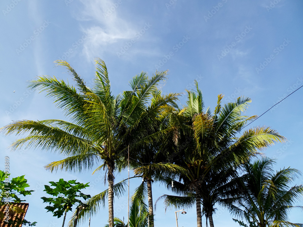 Coconut trees with blue sky in the background Coconut trees with blue sky in the background
