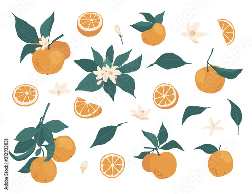 Set of whole oranges on a branch with leaves and pieces, flowers isolated on a white background in a flat style. Vector stock illustration
