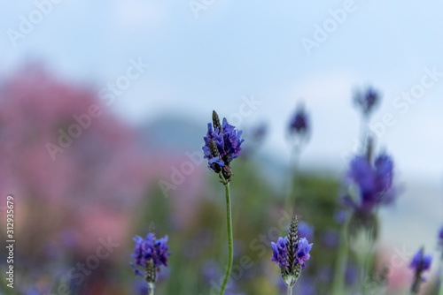 Close-up purple flowers on blue sky background, lavender flowers in garden