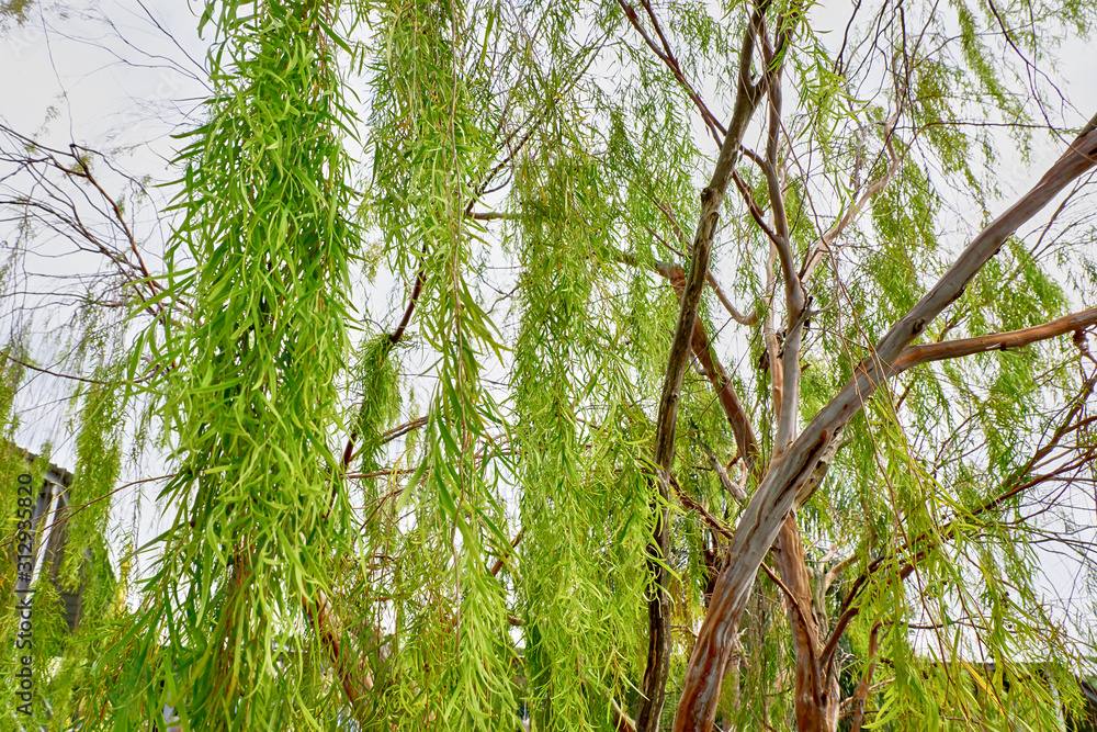 Fototapeta premium trees in the forest