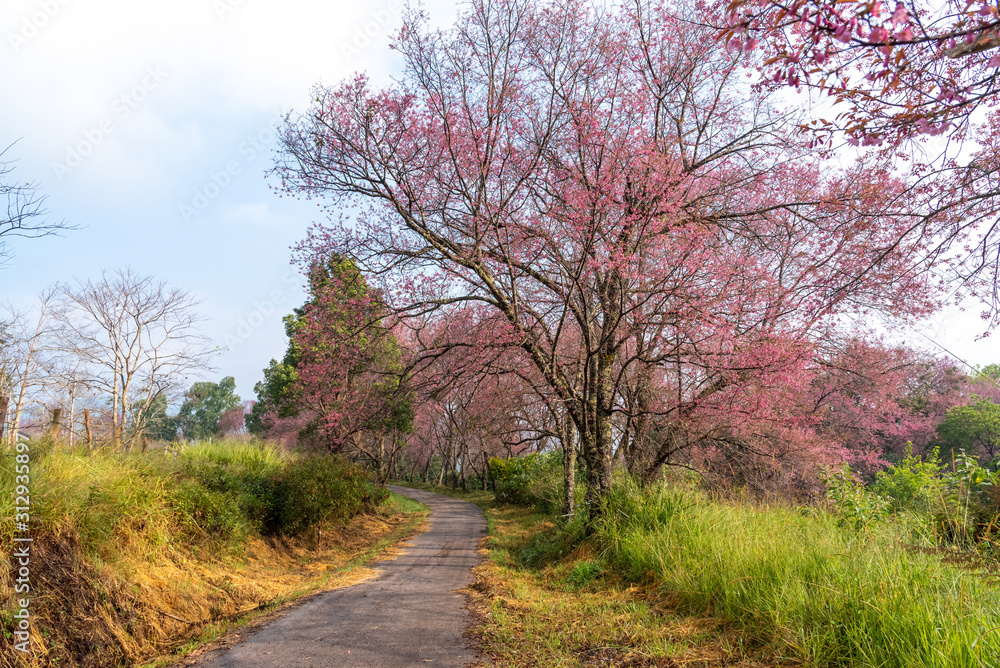 Prunus cerasoides flowers or wild himalayan cherry pink flower Prunus cerasoides flowers or wild himalayan cherry pink flower