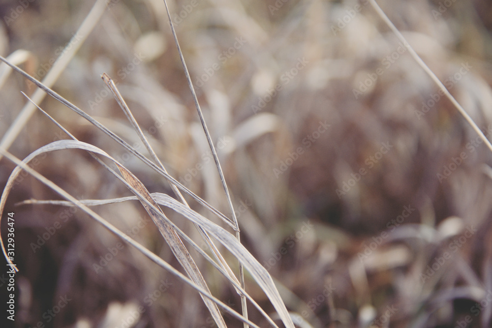 Fototapeta premium dry brown grass background