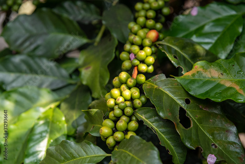 Close-up young coffee beans on tree