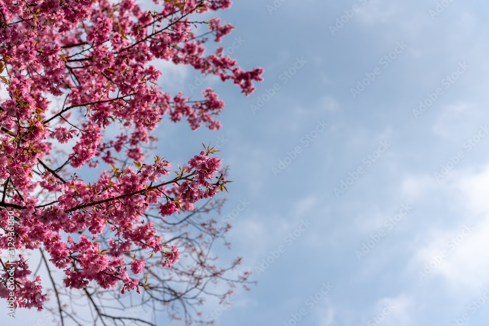 Prunus cerasoides flowers or wild himalayan cherry pink flower Prunus cerasoides flowers or wild himalayan cherry pink flower