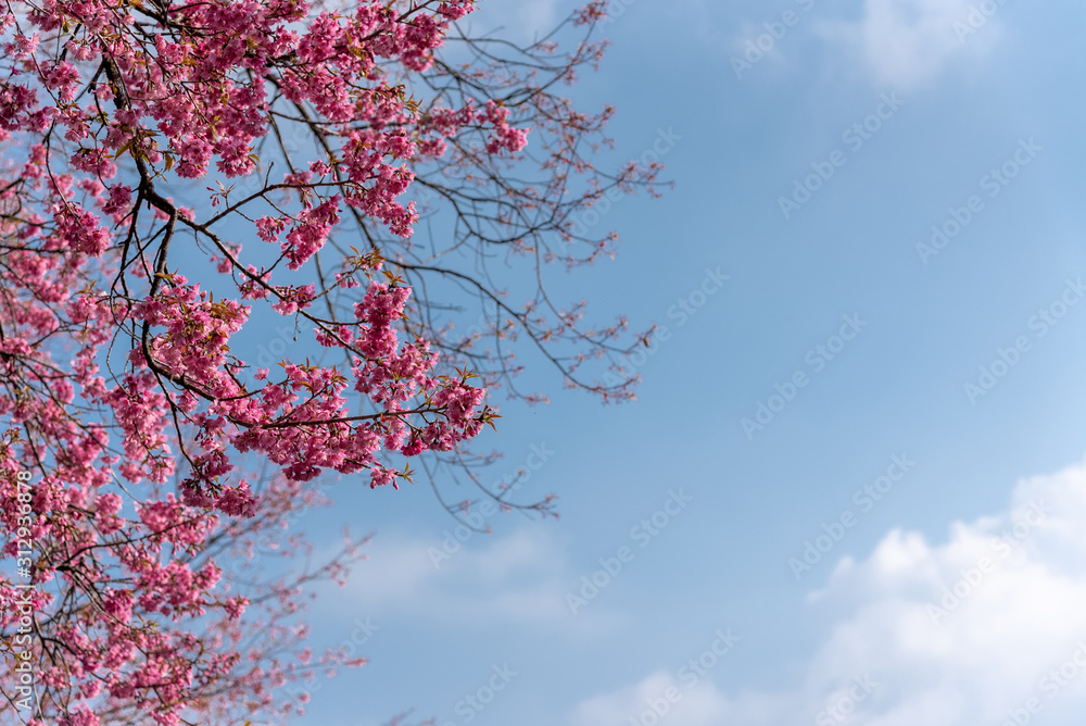 Prunus cerasoides flowers or wild himalayan cherry pink flower