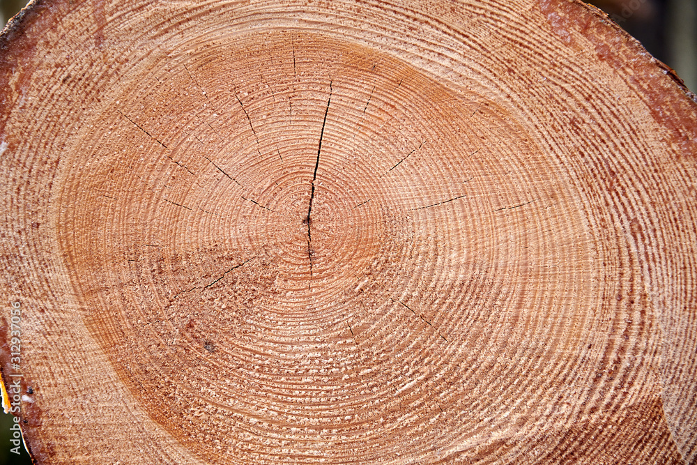 Fototapeta premium tree trunk after harvest in forest