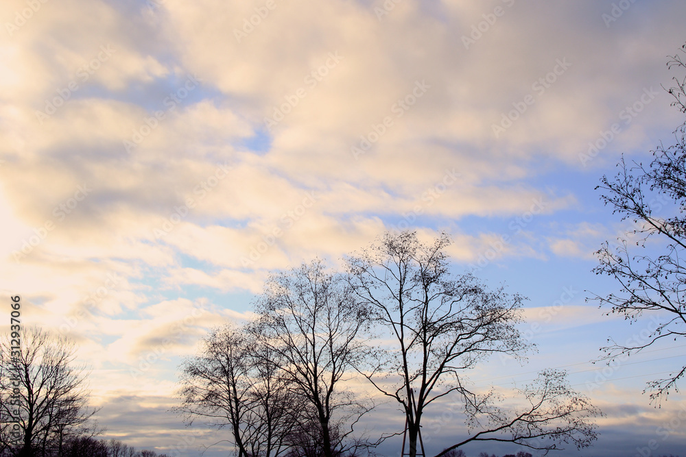 empty tree tops and sky with clouds on the background empty tree tops and sky with clouds on the background