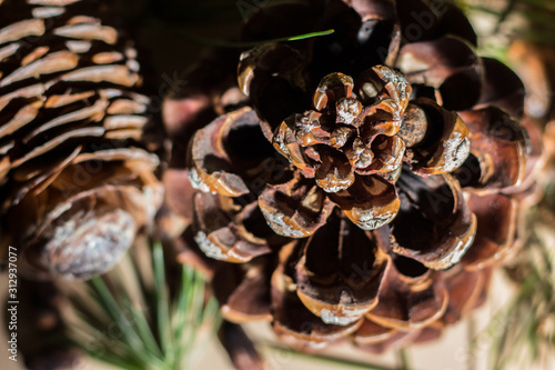 Strobilo, commonly called pine cone, used in Christmas decorations photo