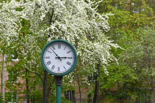Street clock in the Park on a background of flowering Prunus padus