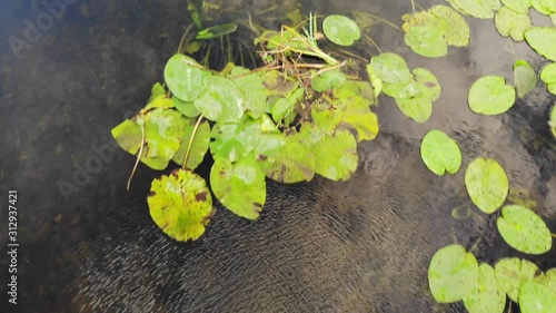 Flying over river surface owergrown with water plants photo