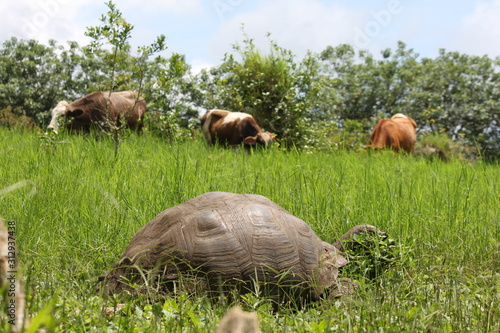 Galapos  Giant turtle with Cows photo