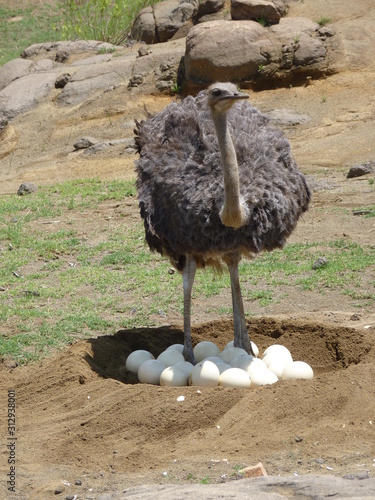 Straussen Dame am Nest 30921 photo