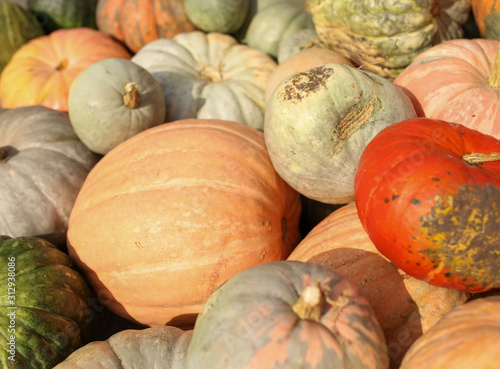 A lot of big pumpkins in the market