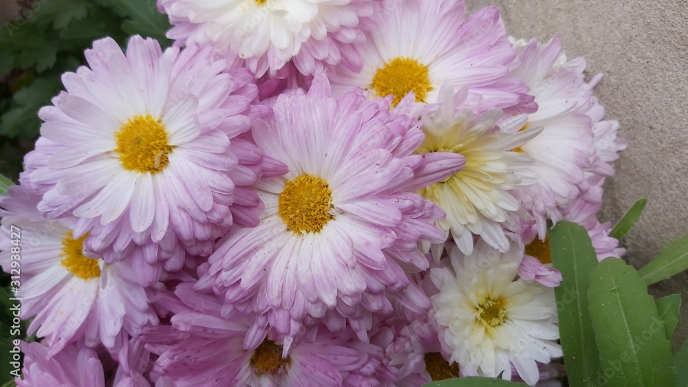 daisies  white & pink flower