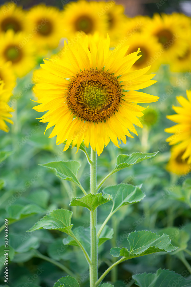 Sunflower on natural background. Sunflower blooming in garden Sunflower on natural background. Sunflower blooming in garden