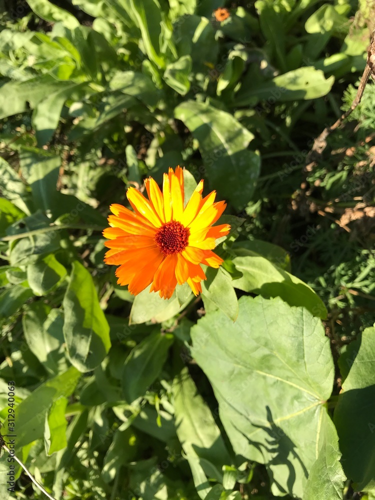 Calendula in a forest glade. European winter - January 1, 2020. Calendula in a forest glade. European winter - January 1, 2020.