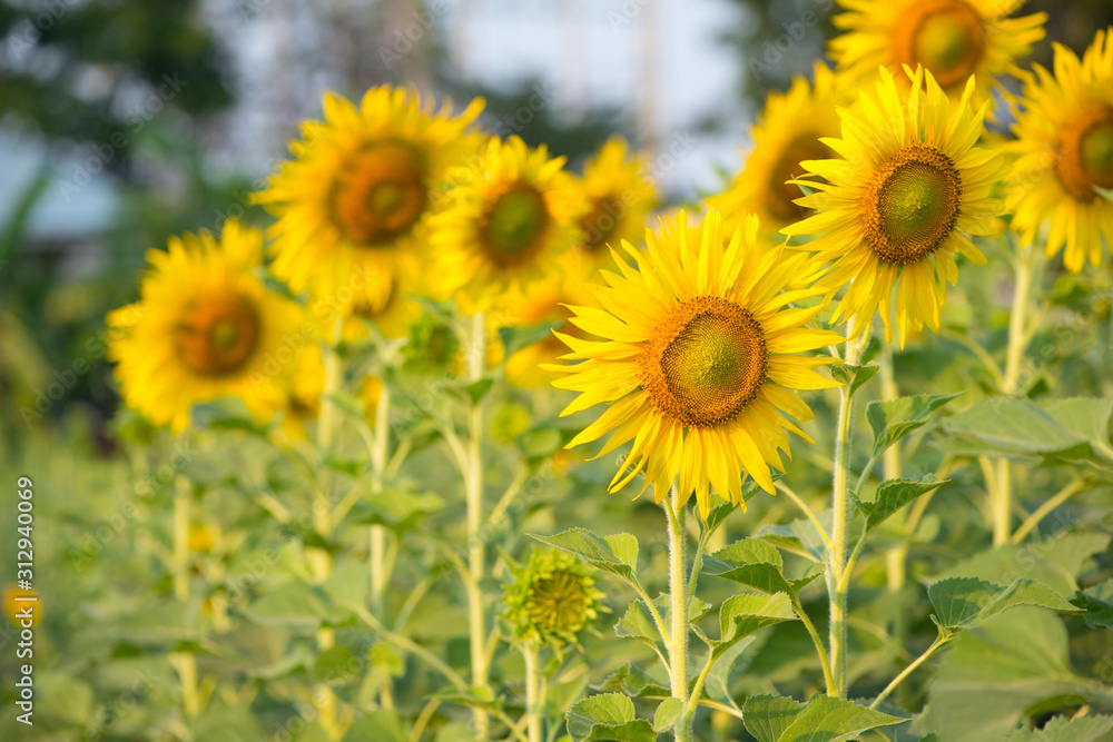 Sunflower on natural background. Sunflower blooming in garden Sunflower on natural background. Sunflower blooming in garden