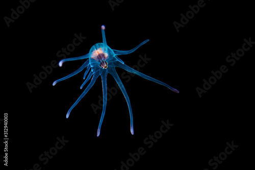 Larve einer Anemone bei einem Blackwater Tauchgang im Meer bei Bali, Indonesien