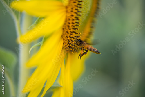 Sunflower and bee on natural background. Sunflower blooming in garden