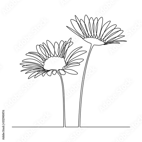 Camomile flowers in continuous line drawing style. Black linear sketch on white background. Vector illustration