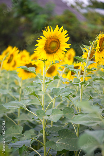 Sunflower on natural background. Sunflower blooming in garden