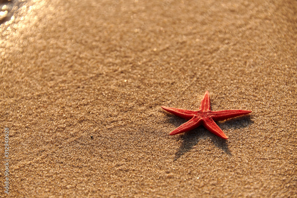 starfish shell on sunrise sunset beach starfish shell on sunrise sunset beach