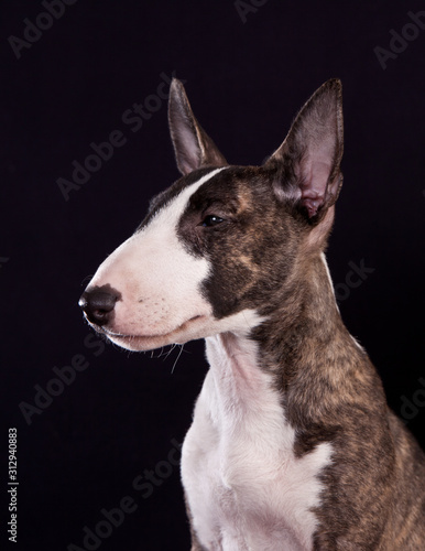 Dog breed mini bull terrier portrait isolated on black