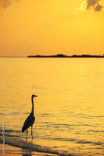 heron on the beach in the maldives, wild nature by the sea