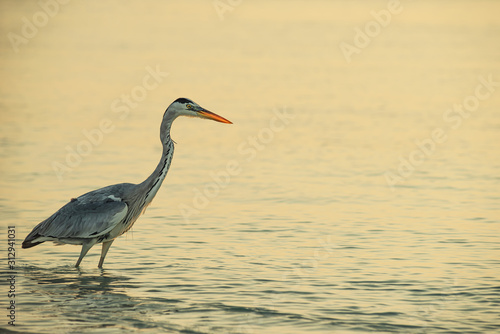 heron on the beach in the maldives, wild nature by the sea © martingaal