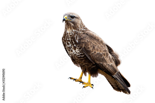 Common buzzard, buteo buteo, a powerful bird of prey sitting and looking in nature isolated on white background. Wild animal observing from a lookout cut out on blank.