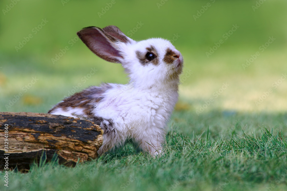 Fototapeta premium 草地で遠くを見上げる白い子ウサギ1匹。自然,小動物,ペット,癒し,リラックス,夢,希望イメージ