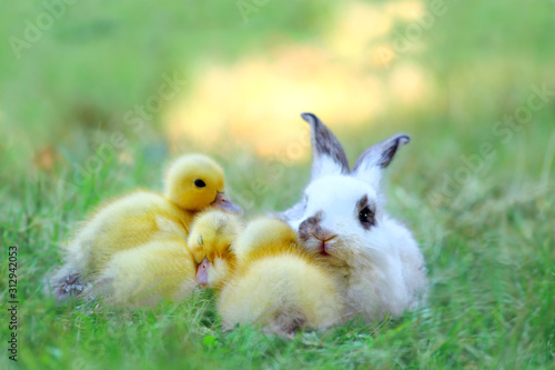 草地でアヒルの雛達と一緒の子ウサギ。自然,小動物,仲良し,癒し,リラックス,イメージ