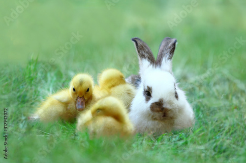 草地でアヒルの雛達と一緒の子ウサギ。自然,小動物,仲良し,癒し,リラックス,イメージ