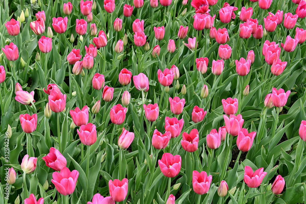 Field of beautiful tulips as background Field of beautiful tulips as background