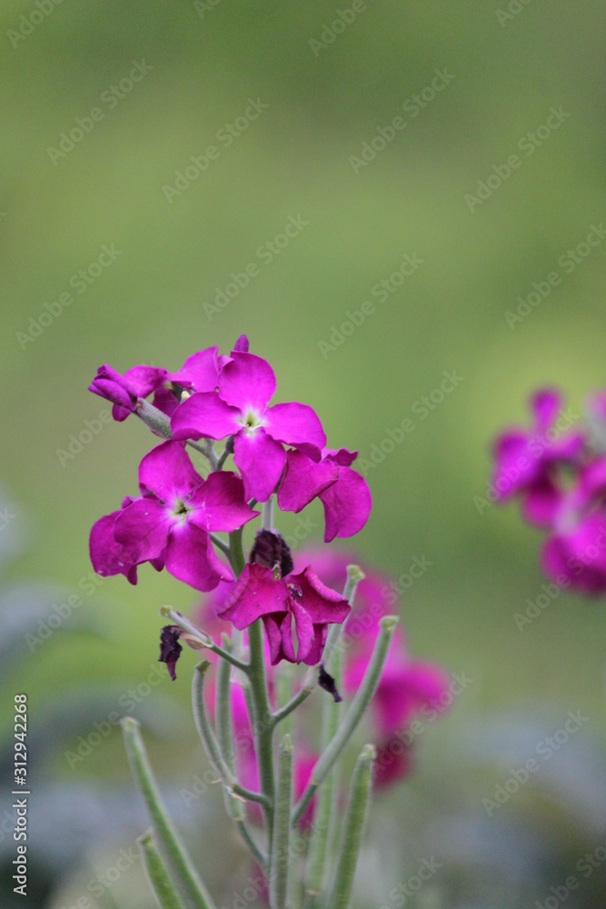 Fototapeta premium Flower