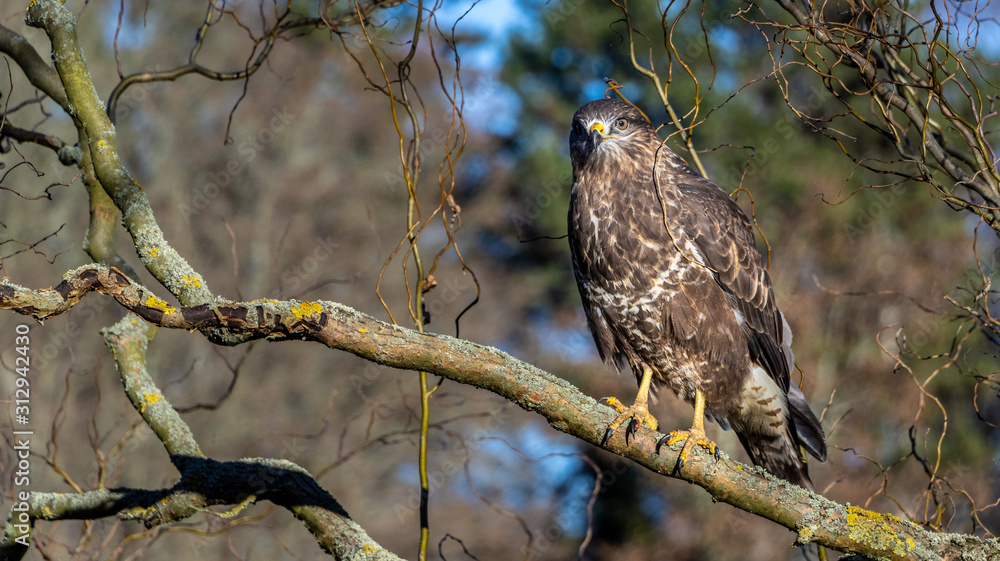 Mäusebussard Mäusebussard