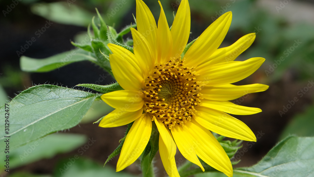 A beautiful yellow dwarf sunflower in full bloom. A beautiful yellow dwarf sunflower in full bloom.