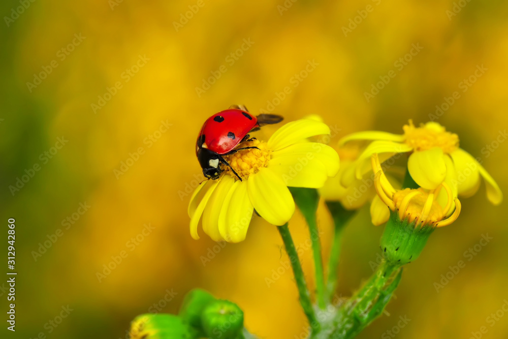 Fototapeta premium Beautiful ladybug on leaf defocused background