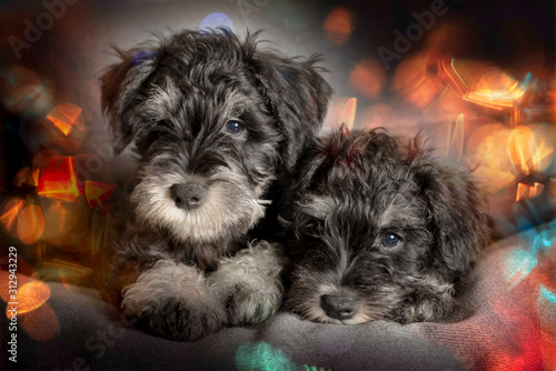 Two schnauzer puppies at the festive bokeh background.