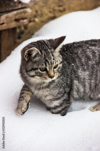 A cat in winter times 