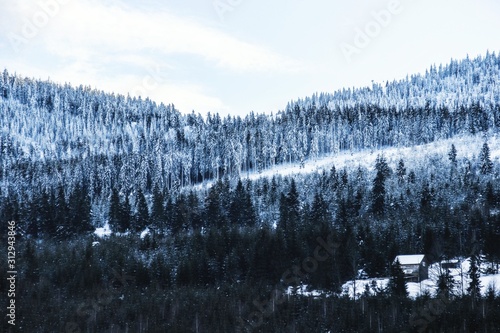 Frozen heart of the forest